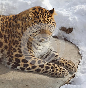 Amur leopard is a leopard subspecies