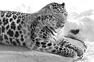 Amur leopard is a leopard subspecies