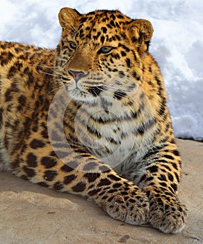 Amur leopard is a leopard subspecies photo