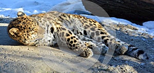 Amur leopard is a leopard subspecies native to the Primorye region