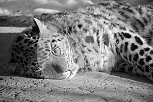 Amur leopard is a leopard subspecies native to the Primorye region