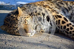 Amur leopard is a leopard subspecies native to the Primorye region