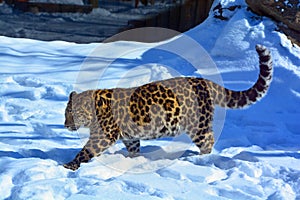 Amur leopard is a leopard subspecies native to the Primorye region