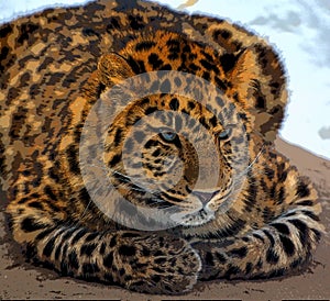 Amur leopard is a leopard subspecies native to the Primorye region