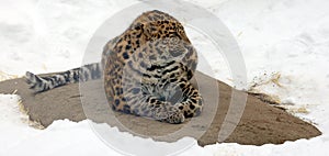 Amur leopard is a leopard subspecies native to the Primorye region