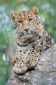 Amur leopard is a leopard subspecies native to the Primorye region of southeastern Russia and northern China. Beautiful feline and