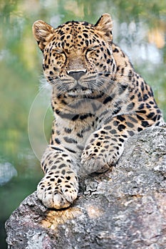 Amur leopard is a leopard subspecies native to the Primorye region of southeastern Russia and northern China. Beautiful feline and