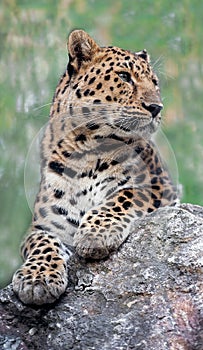 Amur leopard is a leopard subspecies native to the Primorye region of southeastern Russia and northern China. Beautiful feline and