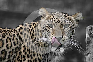 Amur Leopard, licking its lips