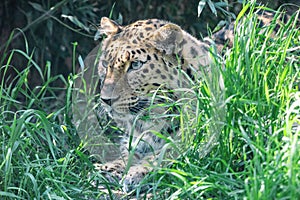 Amur leopard lying in ambush among green grass