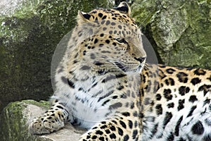 Amur Leopard - Panthera pardus orientalis