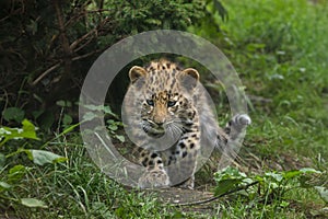 Amur leopard Panthera pardus orientalis