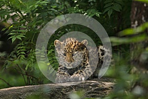 Amur leopard Panthera pardus orientalis