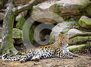 Amur Leopard, Panthera pardus orientalis