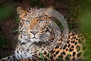 Amur leopard, Panthera pardus orientalis