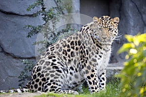 Amur Leopard, Panthera pardus orientalis, is probably the most beautifully colored leopard