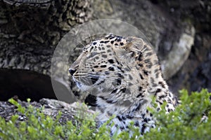 Amur Leopard, Panthera pardus orientalis, is probably the most beautifully colored leopard