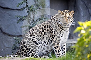 Amur Leopard, Panthera pardus orientalis, is probably the most beautifully colored leopard photo