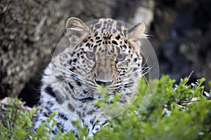 Amur Leopard, Panthera pardus orientalis, is probably the most beautifully colored leopard photo