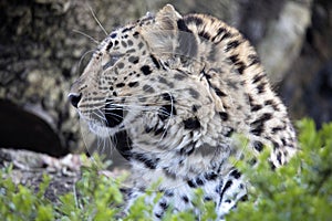 Amur Leopard, Panthera pardus orientalis, is probably the most beautifully colored leopard