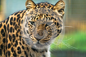 Amur leopard Panthera pardus orientalis