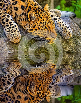 Amur Leopard portrait.