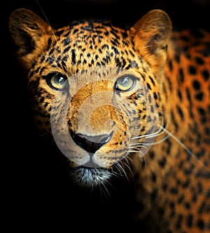 Amur Leopard