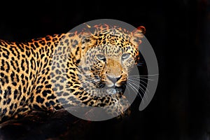 Amur Leopard