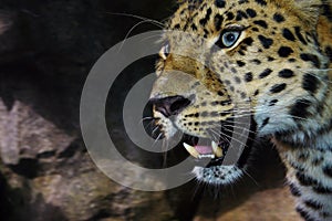 Amur Leopard on the prowl photo