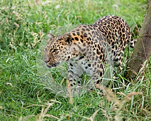 Amur Leopard Prowling through Long Grass