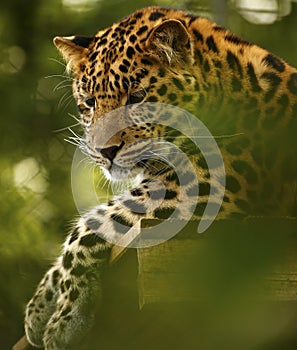 Amur Leopard relaxing high up at Marwell Zoo
