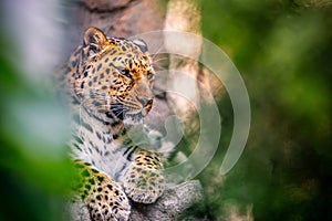 Amur Leopard Resting