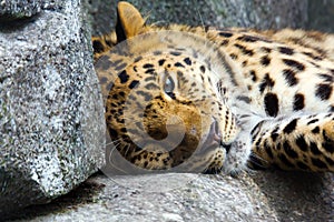 Amur Leopard resting on rock