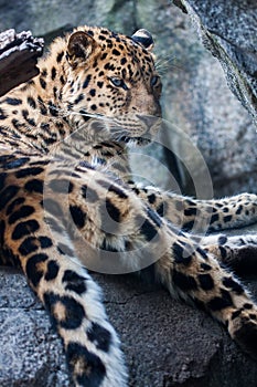 Amur Leopard resting on rock