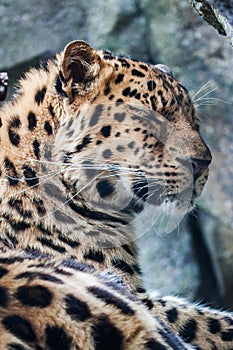 Amur Leopard resting on rock
