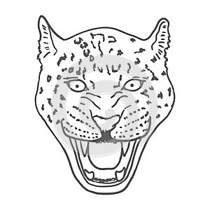 Amur Leopard Roar face or head. Hand drawn Leopard Head animal or predator isolated on white background. Vector