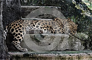 Amur leopard sleeping on the stairs 1