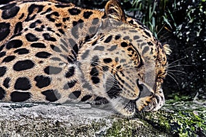 Amur leopard sleeping on the stone 1