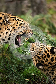 Amur Leopard Snarl photo