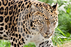 Amur Leopard Stalking Forwards