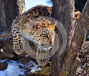 Amur leopard is a leopard subspecies photo