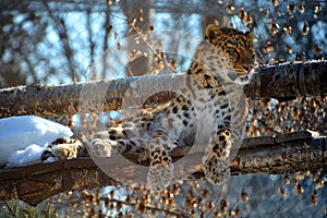Amur leopard is a leopard subspecies native to the Primorye region photo