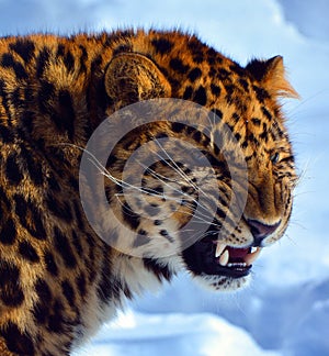 Amur leopard is a leopard subspecies native to the Primorye region photo