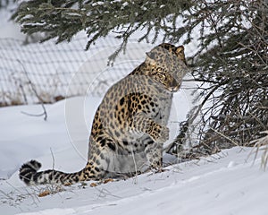 Amur Leopard at Triple D game Farm in Montana