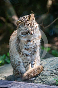 An Amur leopard in a wildlife park