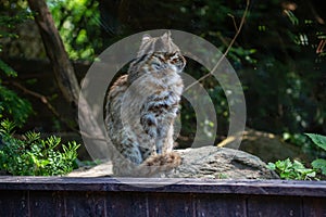 An Amur leopard in a wildlife park