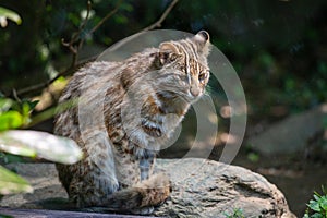 An Amur leopard in a wildlife park