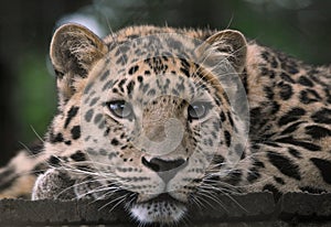 Amur Leopard with wistful eyes