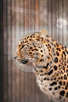 Amur or Manchurian leopard