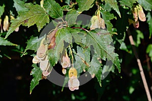 Amur Maple Tree leaves and seeds closeup